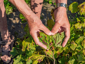 Leaves of currant disease. symptoms of currant leaf damage by blackcurrant aphid