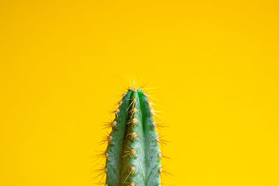 Close-up of insect on yellow background