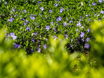 Purple flowers blooming in field