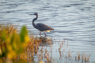 Bird on a lake