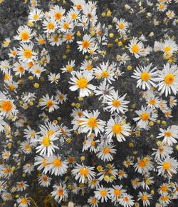 Close-up of white flowering plants