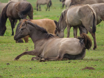 Horses in a field