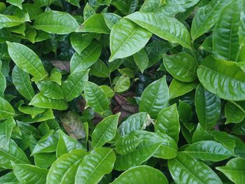 Full frame shot of green leaves