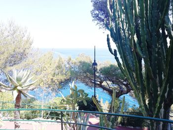 Close-up of succulent plants by sea against clear sky