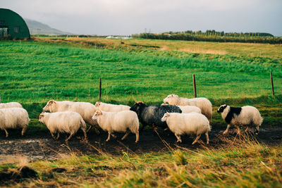 Sheep in a field