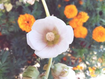 Close-up of flower blooming outdoors