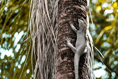 Low angle view of monitor lizard climbing up the coconut palm tree