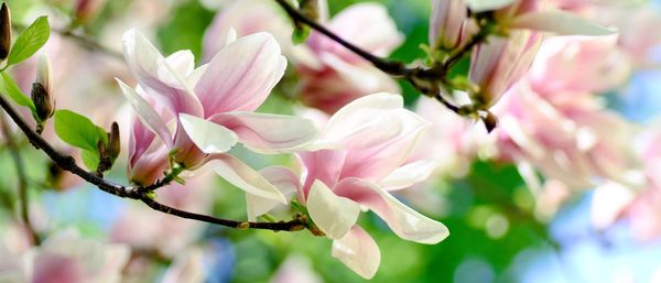 Close-up of pink cherry blossoms