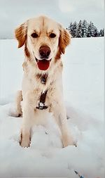 Golden retriever sitting on snow during winter