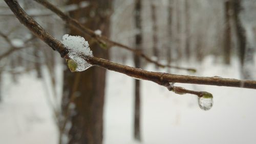 Close-up of frozen tree branch