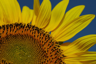 Close-up of sunflower