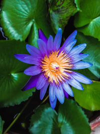 Close-up of purple flowering plant