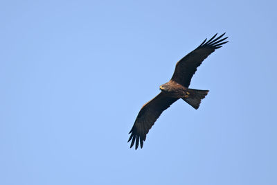 Low angle view of eagle flying in sky