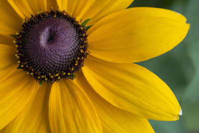 Close-up of sunflower