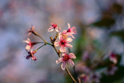 Wild himalayan cherry with color is pink in the phu lom lo tourist attraction loei province thailand