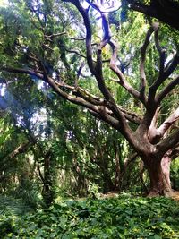 Low angle view of trees