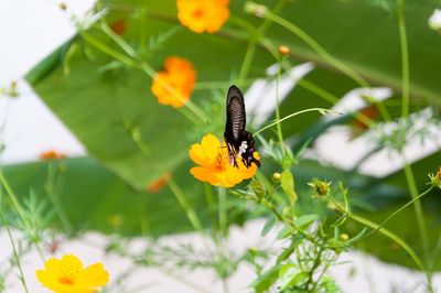 Close-up of black butterfly pollinating on orange cosmos flower