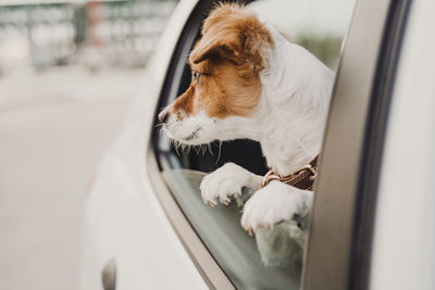 Dog looking through car window