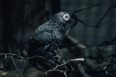 Close-up of eagle perching on branch