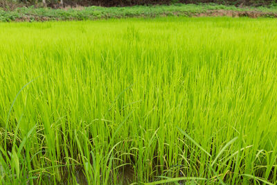 Crops growing on field