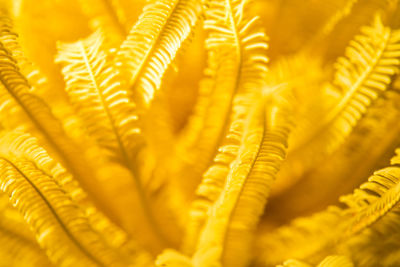 Close-up of yellow flowering plant