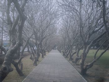 Walkway amidst trees against sky