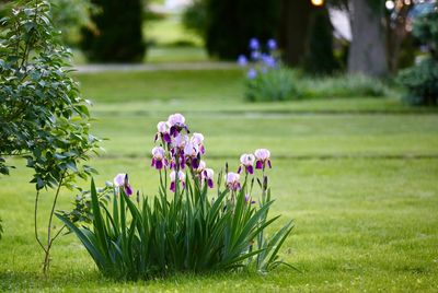 Close-up of fresh pink flowers blooming in lawn