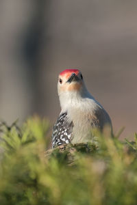 Close-up of a bird perching on a land