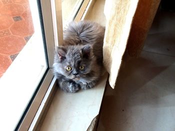 High angle portrait of cat at home