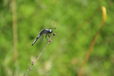 Close-up of insect on plant