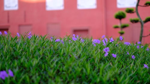 Close-up of purple flowering plants on field