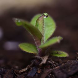 Close-up of plant growing on field