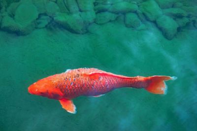 High angle view of fish swimming in sea