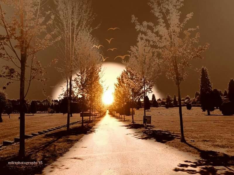 tree, sunset, the way forward, sun, bare tree, treelined, tranquility, tranquil scene, sunlight, silhouette, diminishing perspective, street light, road, nature, tree trunk, branch, street, footpath, vanishing point, scenics