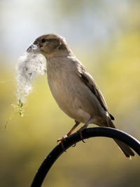 Masked bird on the feeder