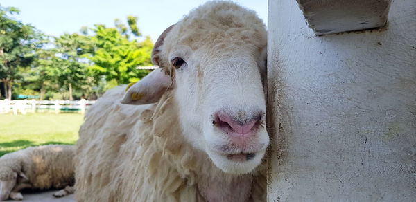 Close-up portrait of a horse