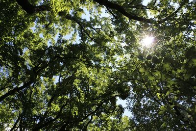 Low angle view of trees