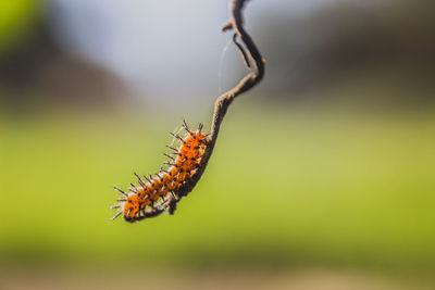 Close-up of insect on twig