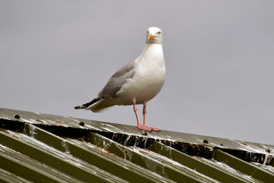 Low angle view of seagull perching on railing