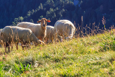 Group of white sheep grazing and one looking at the photographer. wild animals concept