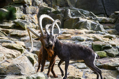 Deer standing on rock