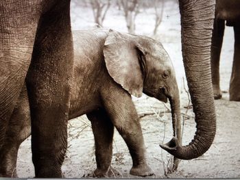 Elephant family on land