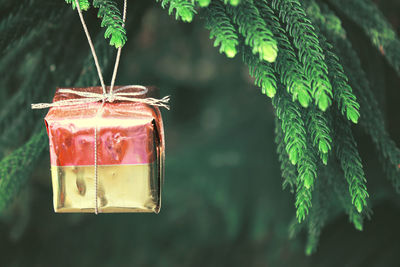 Close-up of gift hanging on christmas tree