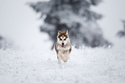 Dog running in snow