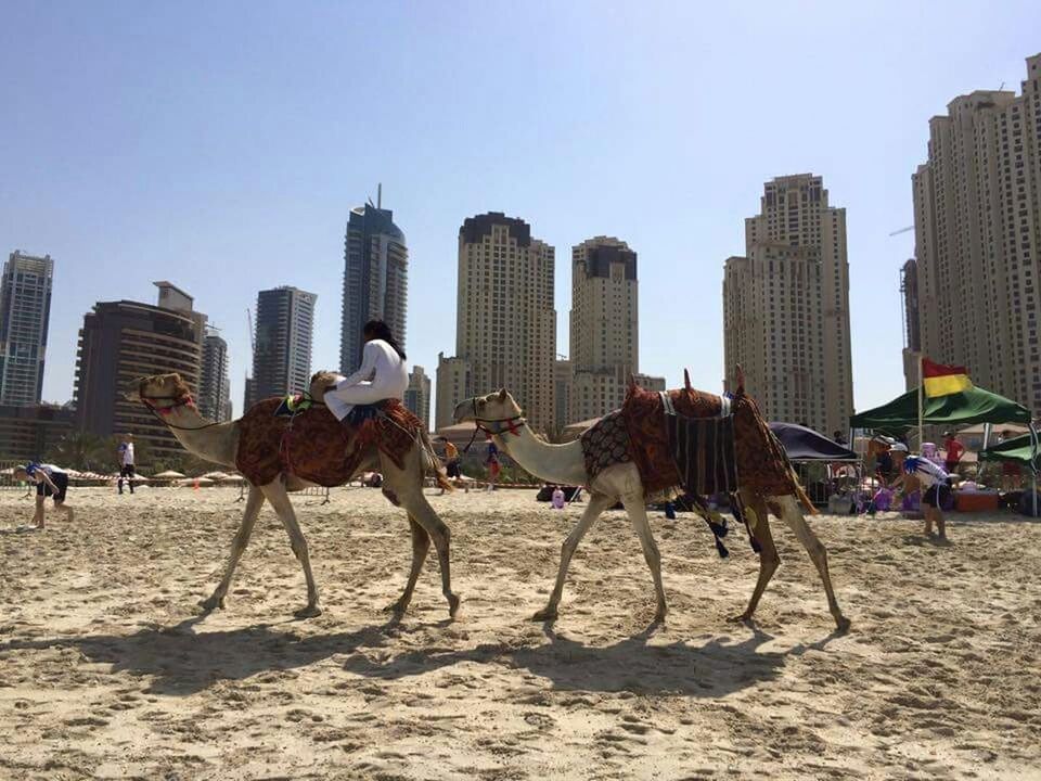 building exterior, animal themes, architecture, built structure, domestic animals, city, clear sky, mammal, skyscraper, one animal, horse, men, walking, working animal, city life, sand, sunlight, cityscape, day