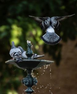 Bird flying in the water