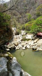 Scenic view of river in forest