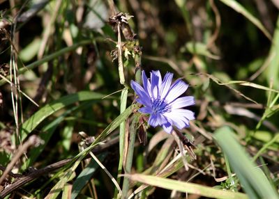 Close-up of purple flowers blooming outdoors