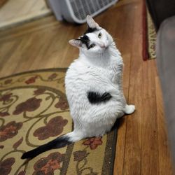 High angle view of cat relaxing on hardwood floor