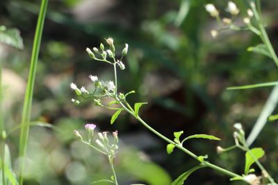 Close-up of small plant